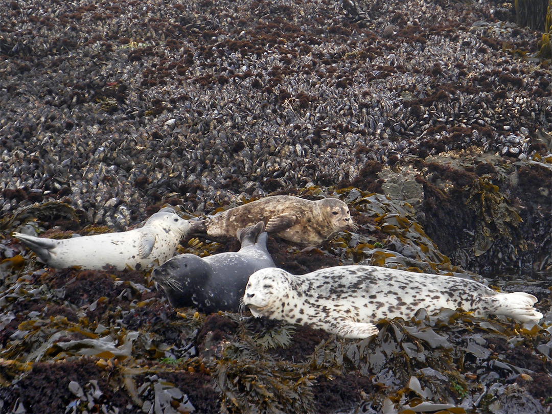 Harbor seals on kelp