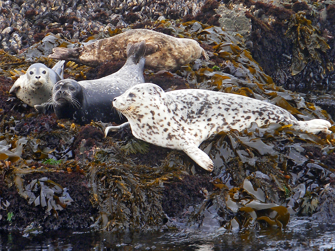 Four harbor seals