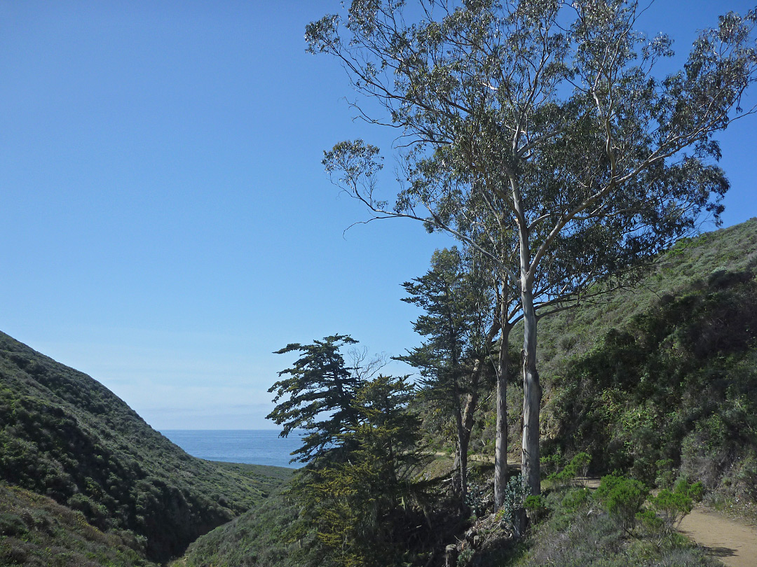 Trees beside the path