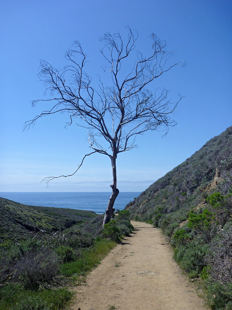 Lone tree