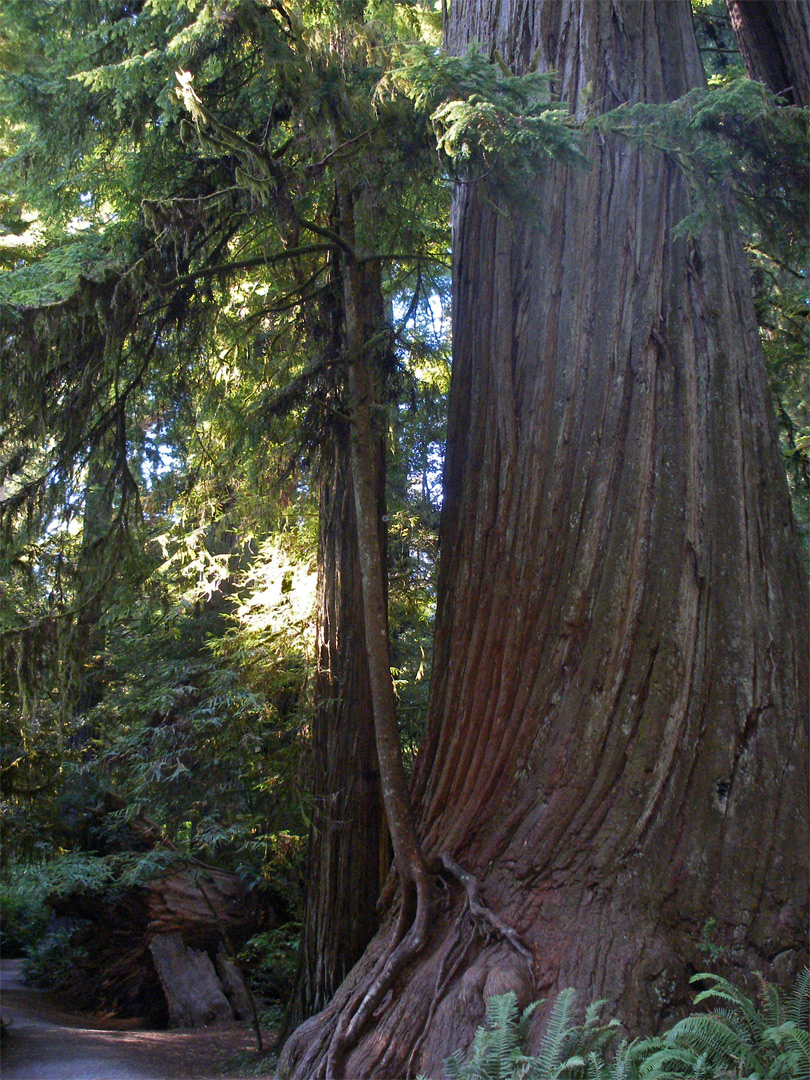 Redwood by the Hatton Trail