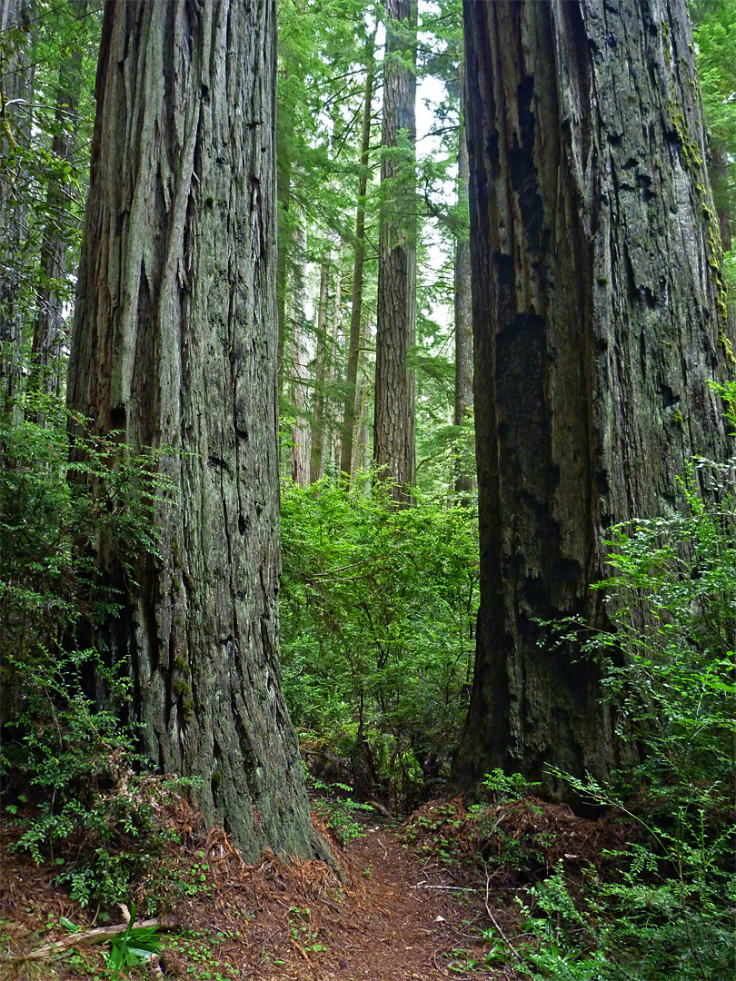 Two trees