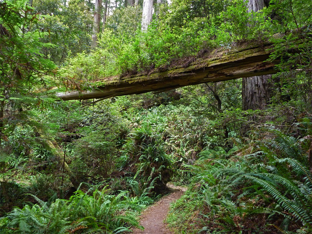 Fallen tree above the trail