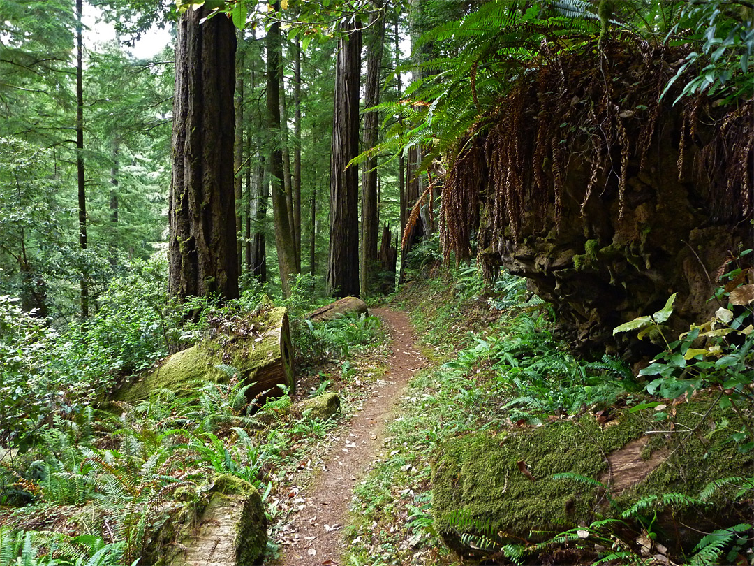 Ferns on tree roots