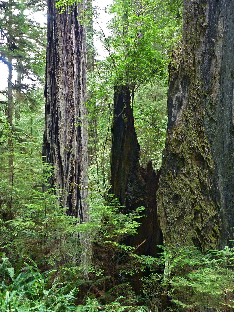 Ancient stump