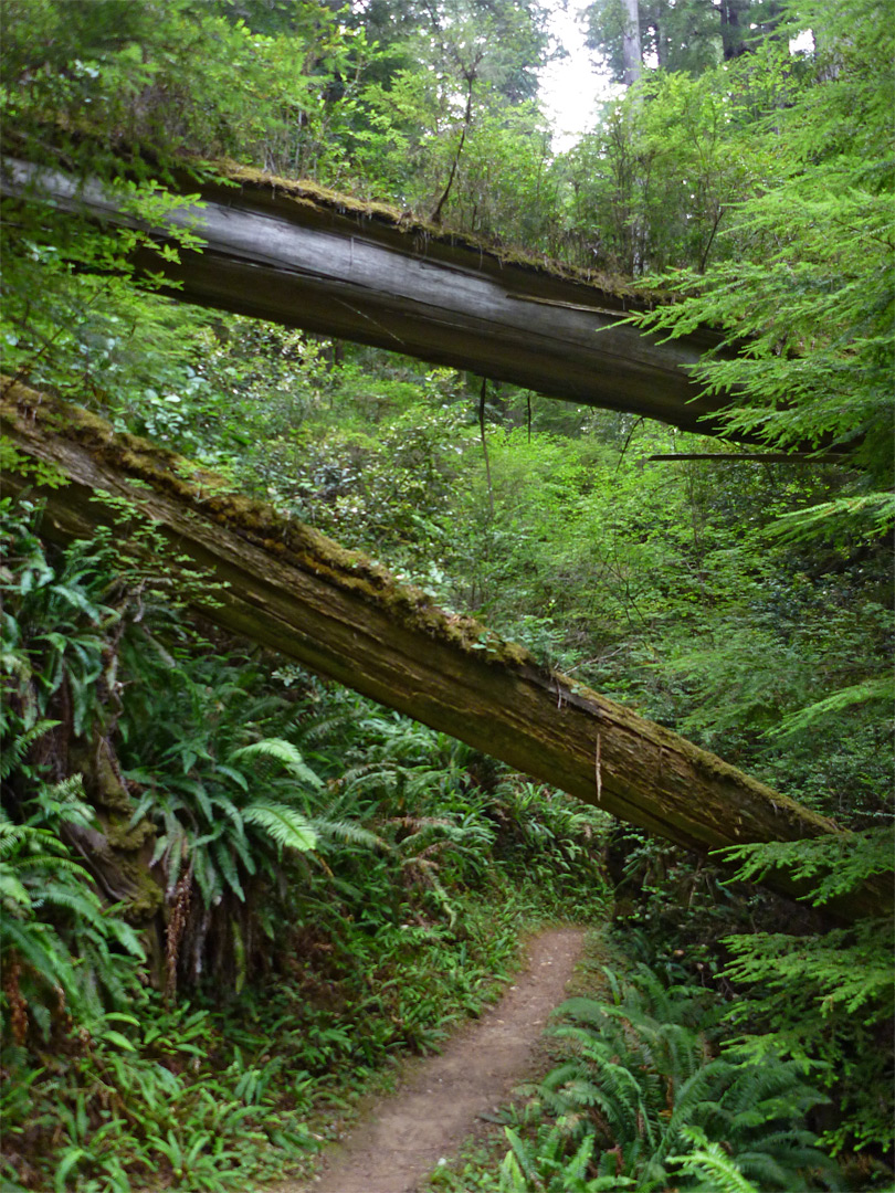 Two fallen trees