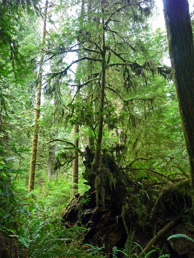 Young, moss-covered tree