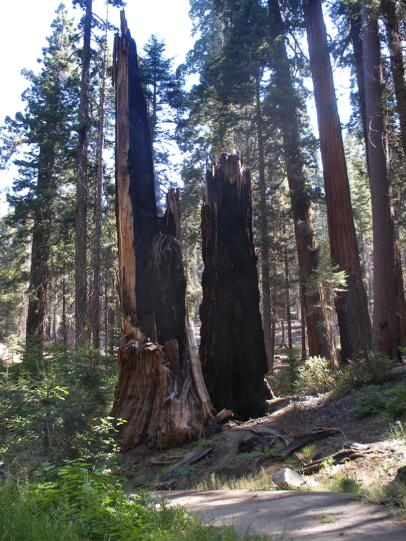 Burnt sequoia stump