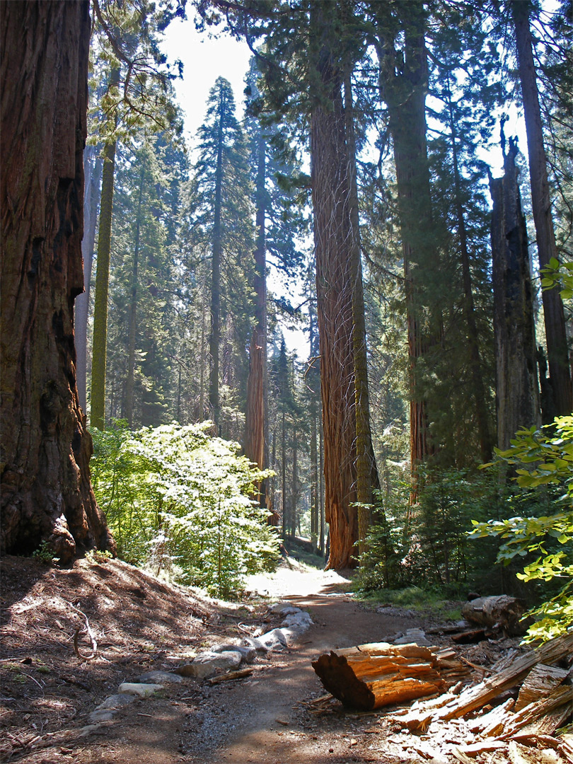 Path through the trees