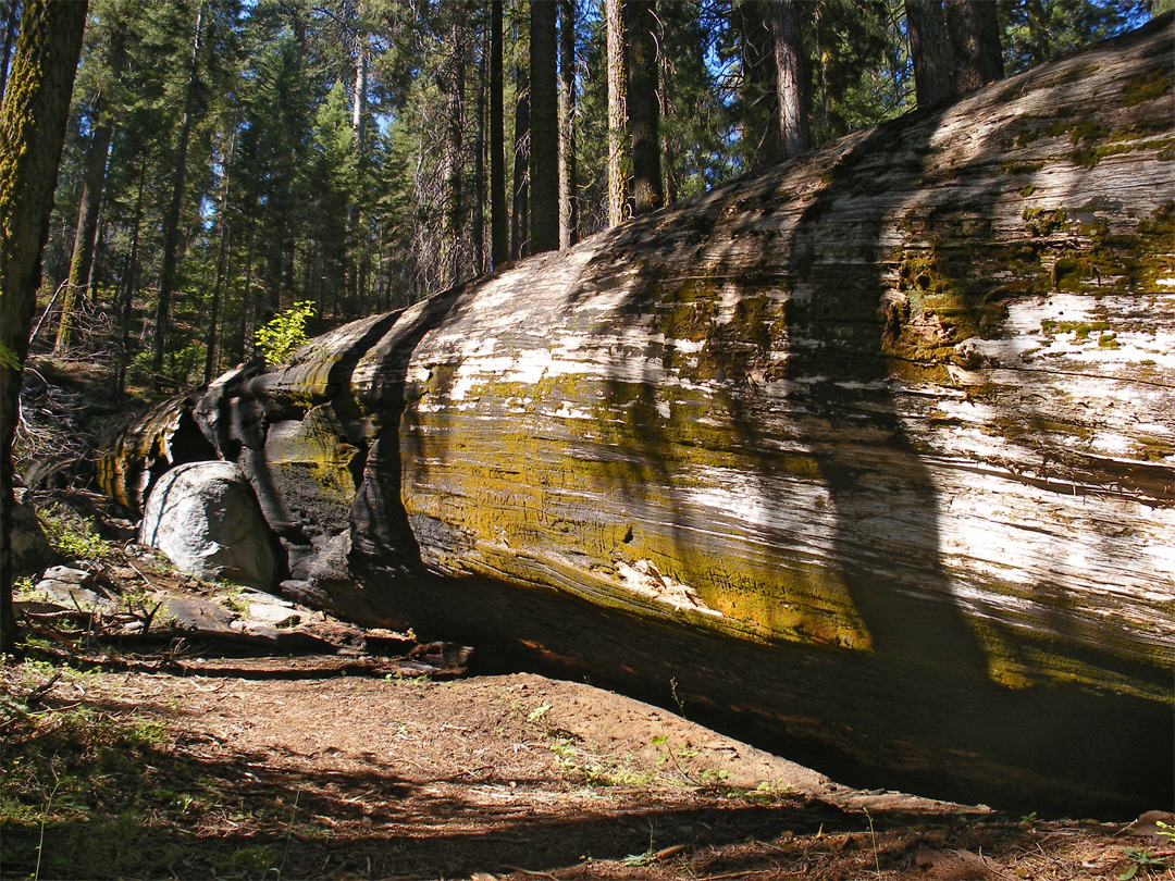 Sequoia National Park