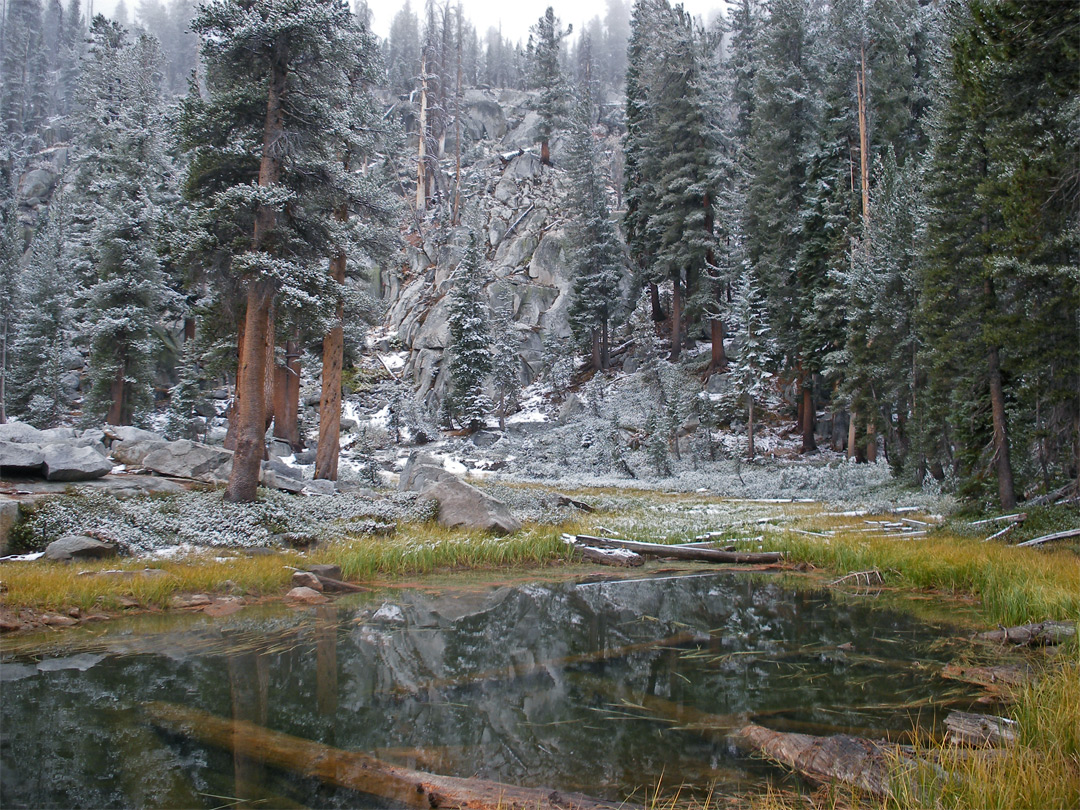Trees by Heather Lake
