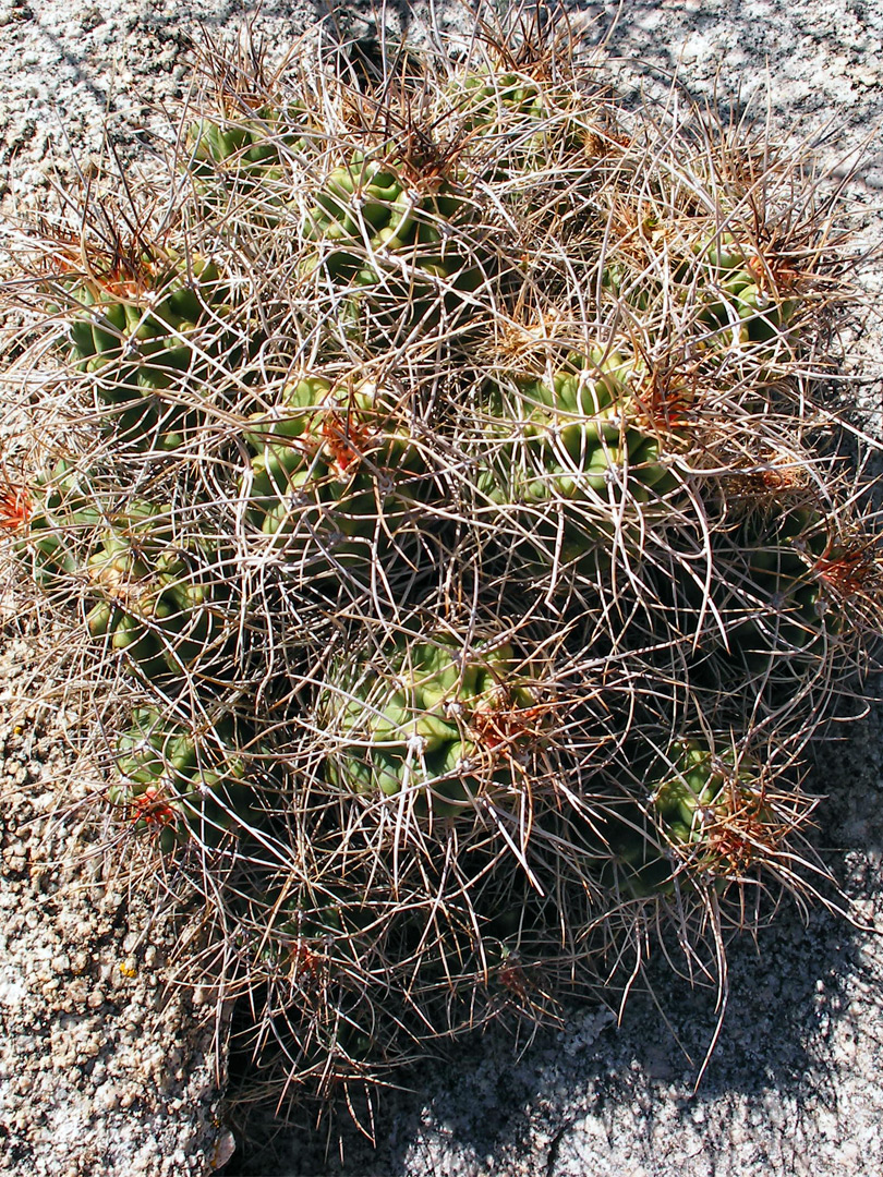 Hedgehog cactus