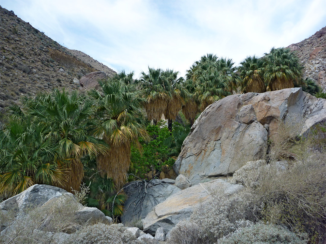 Above the largest grove