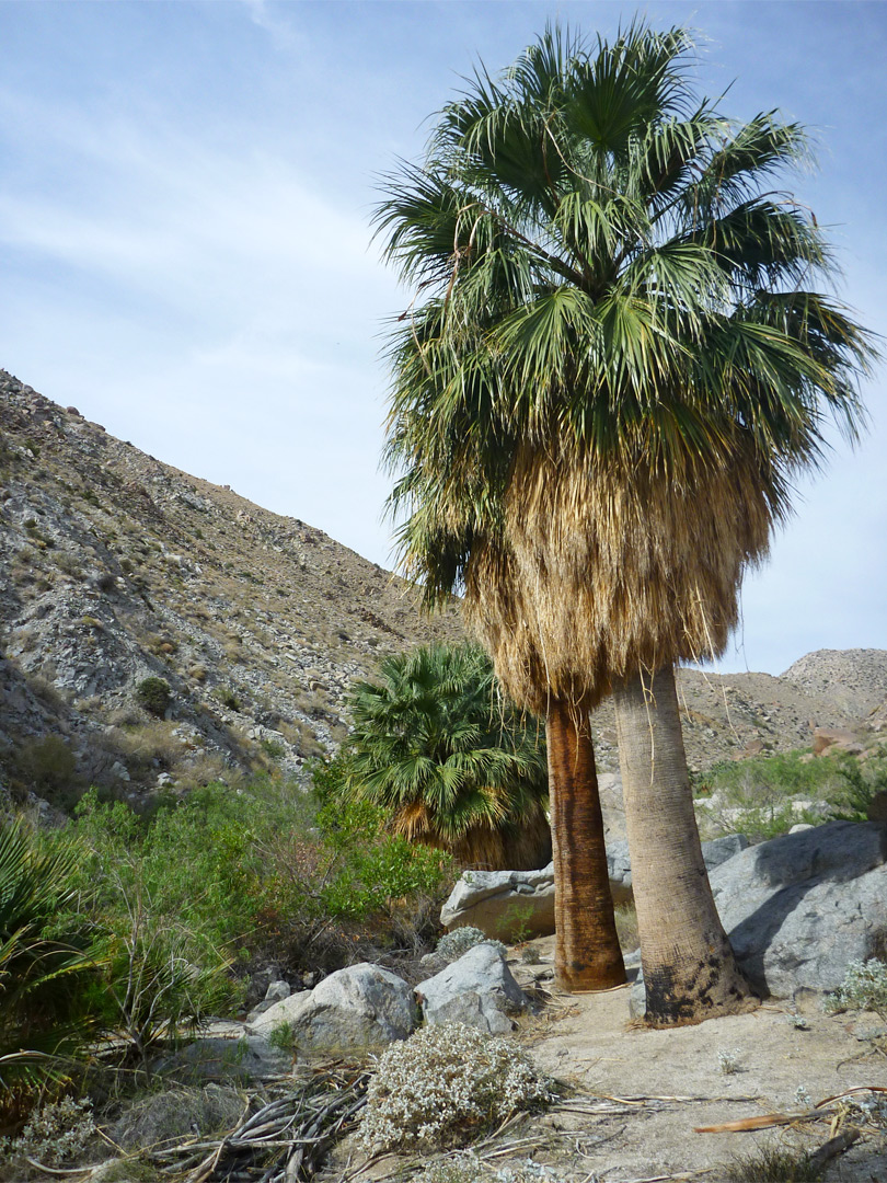 Two palm trees