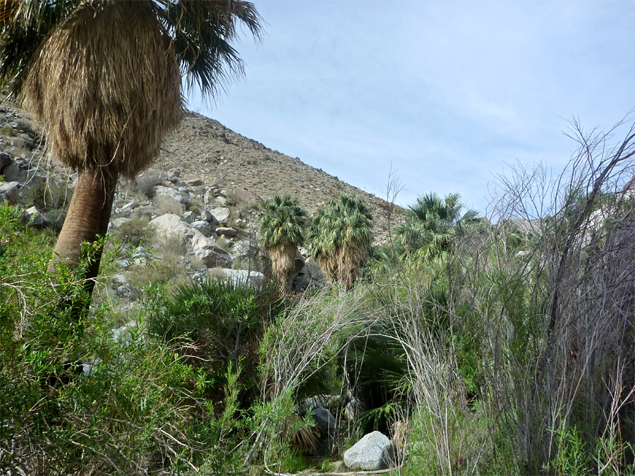 Approaching the palms