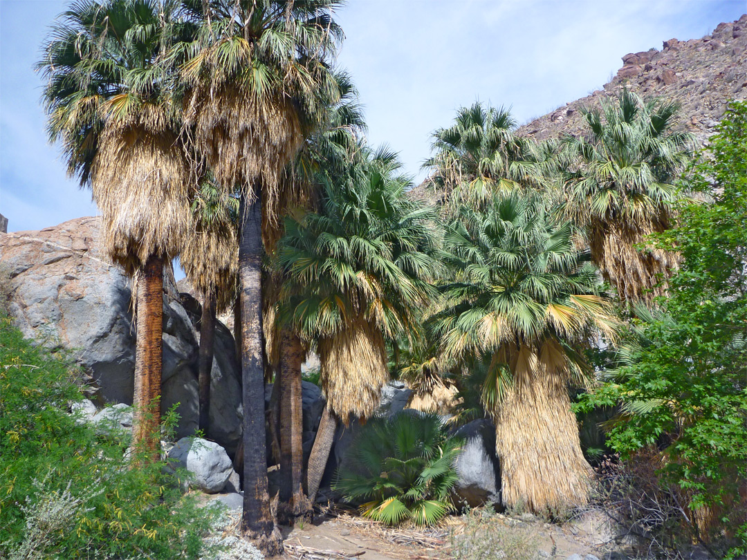 Group of palms