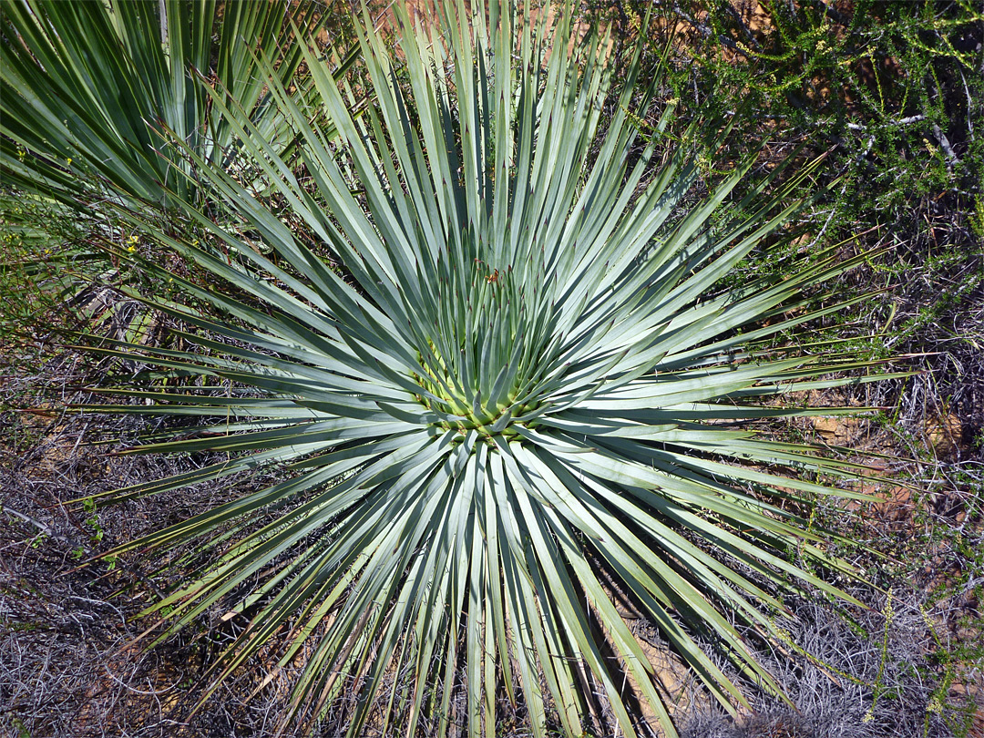 Hesperoyucca whipplei