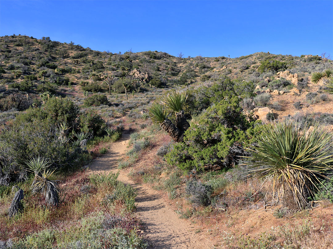 Gently-sloping hillside