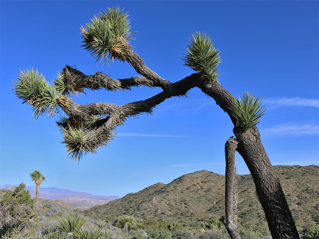 Leaning Joshua tree