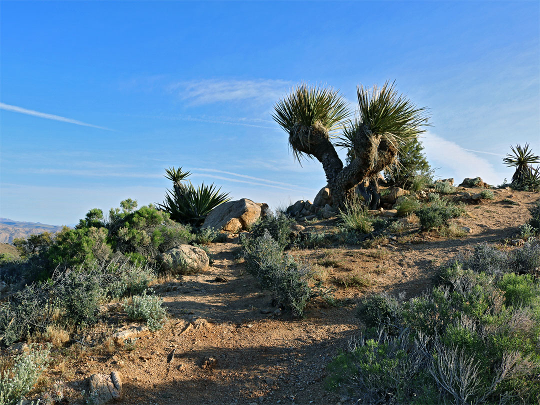 The summit