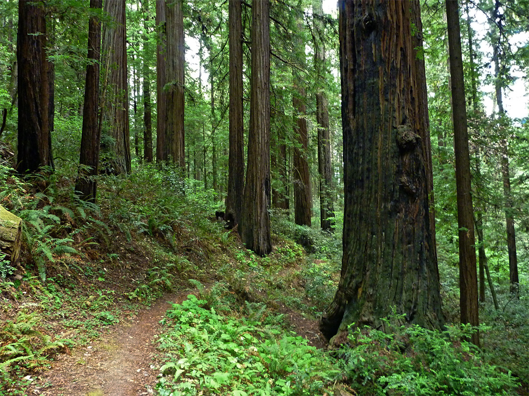 Hikers Trail