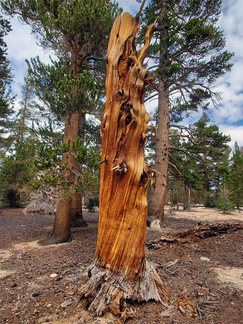 Dead tree
