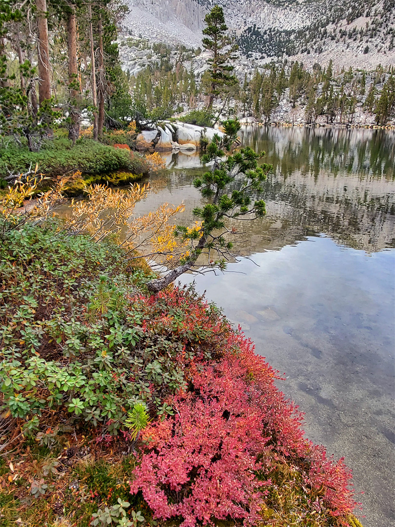 Lakeshore vegetation