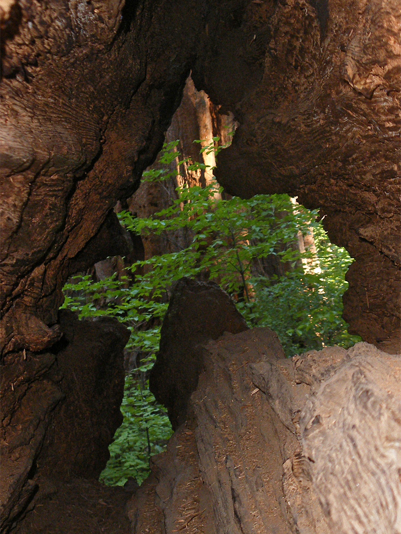 Hollow log
