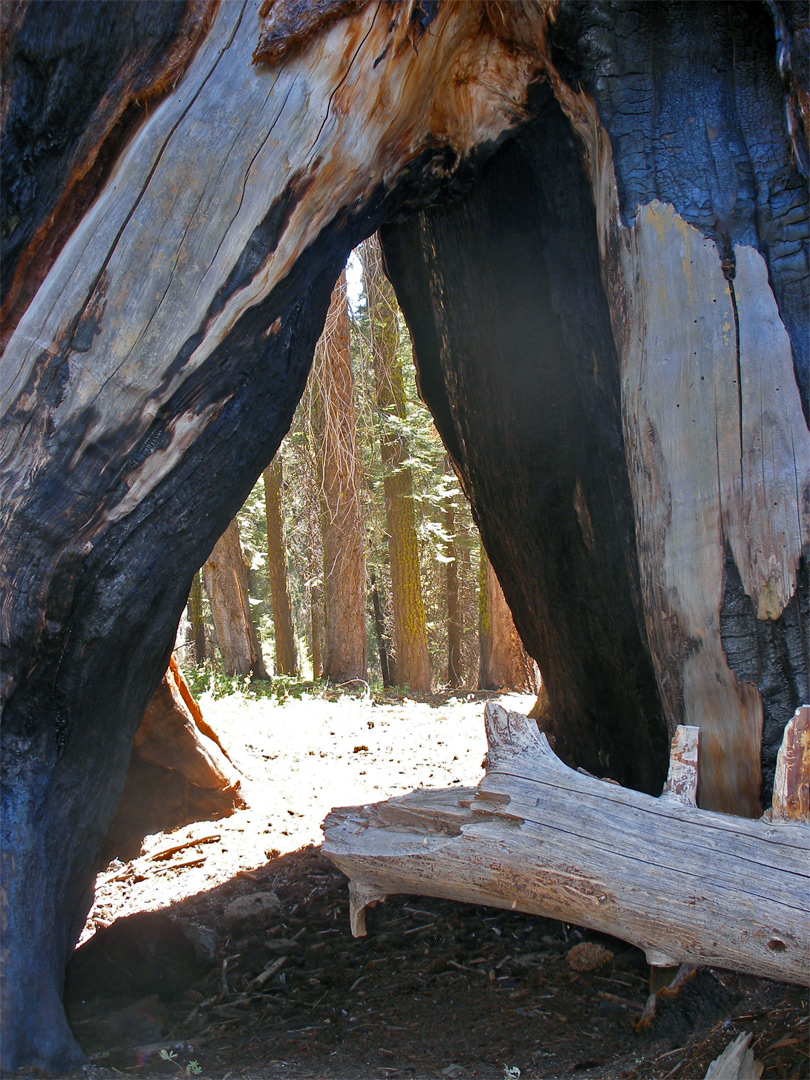 Hollow sequoia trunk
