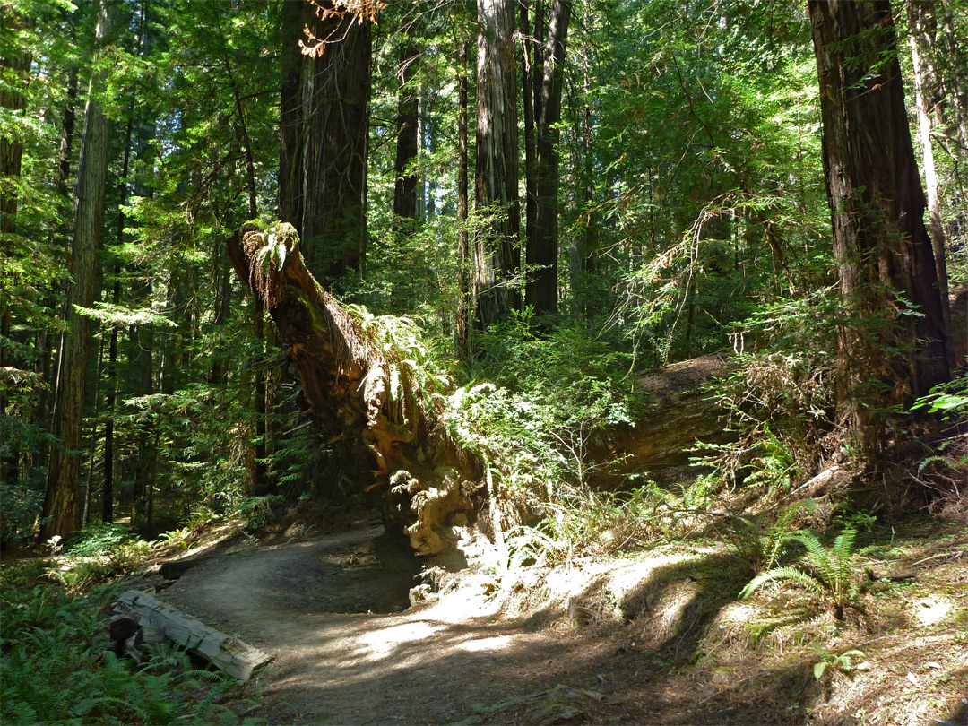 Roots of a fallen redwood