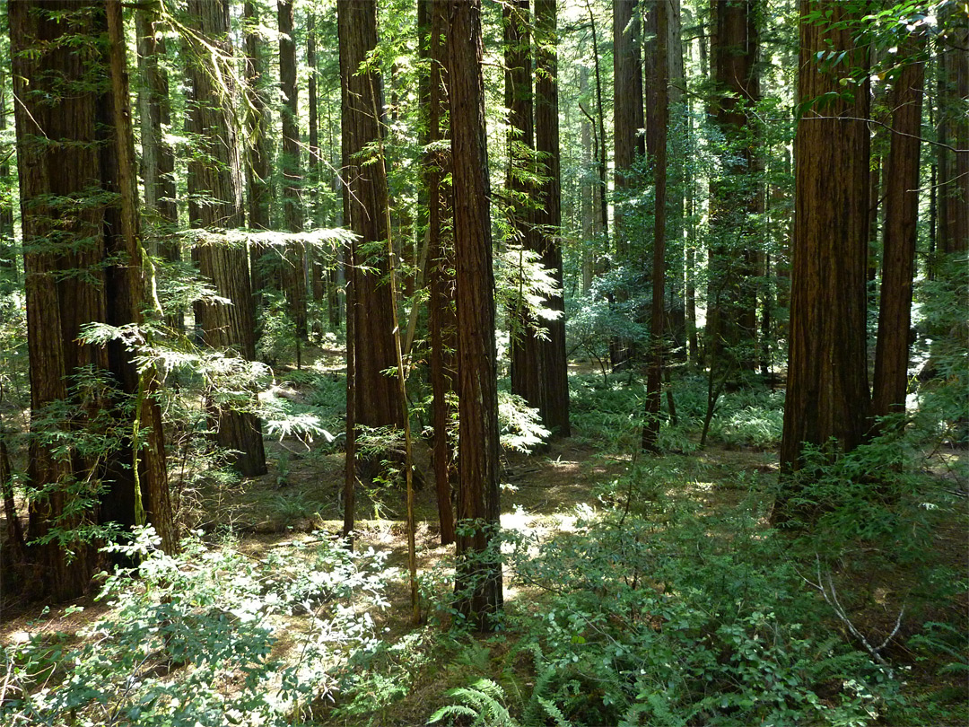 Ferny forest floor