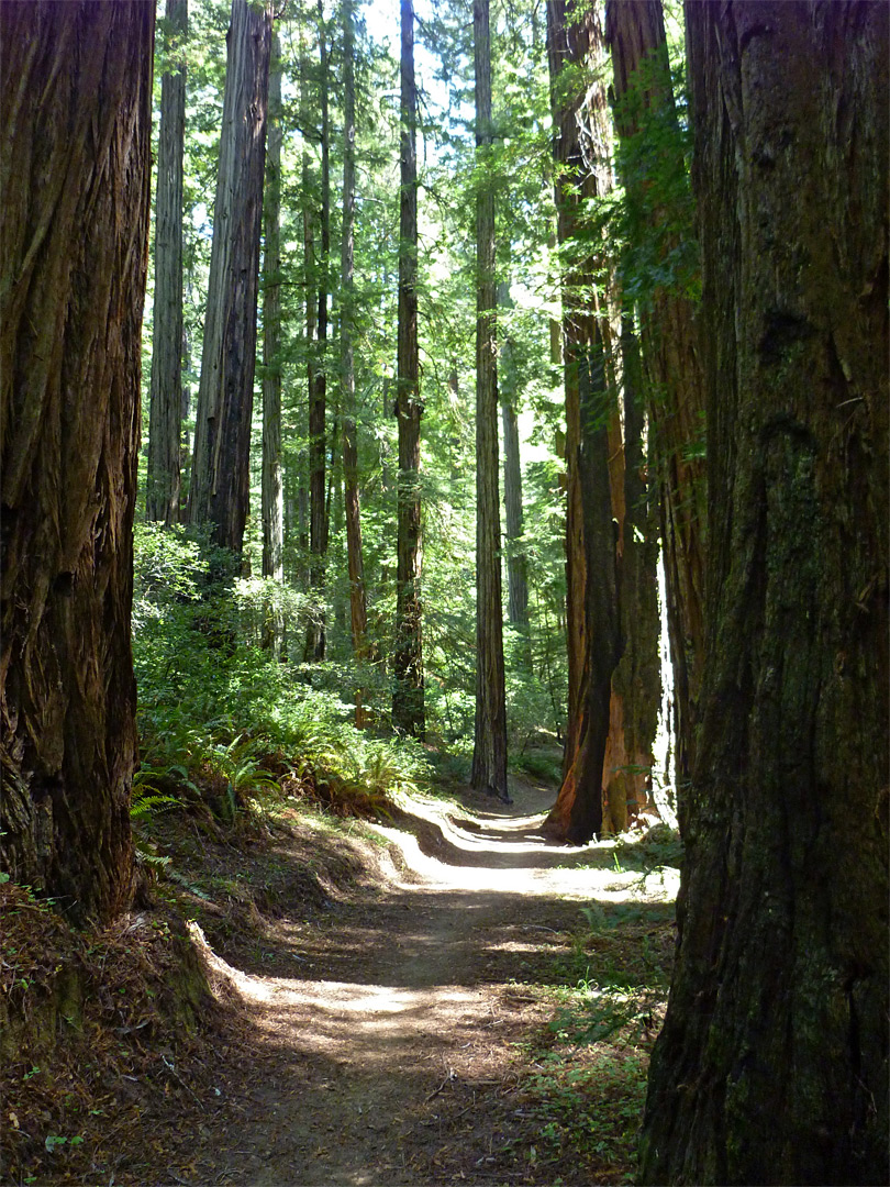 Sunlight on the Homestead Trail