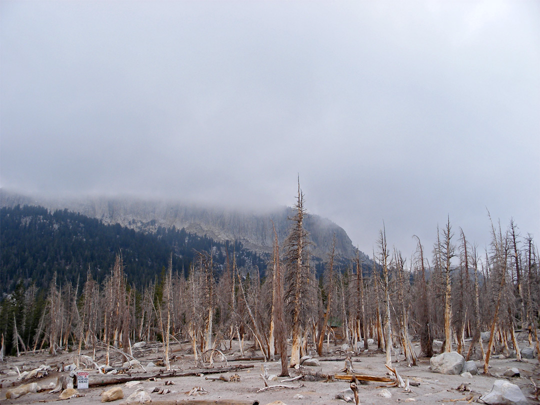 Dead trees by Horseshoe Lake