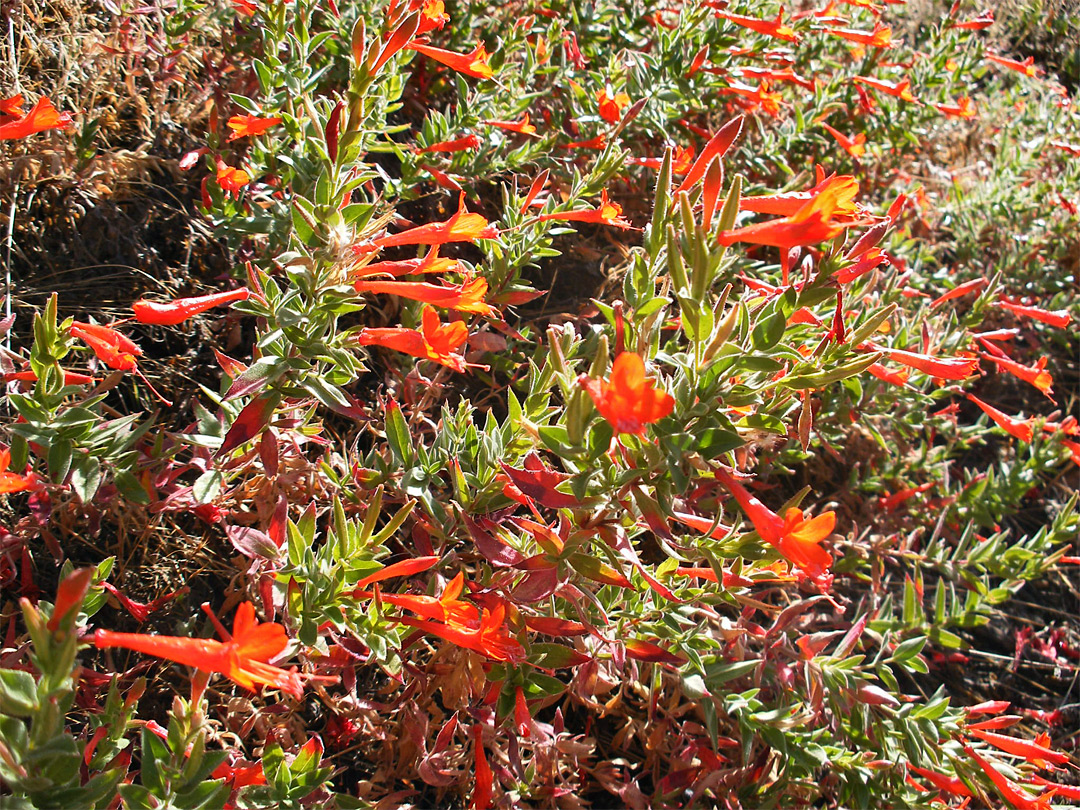 Red flowers