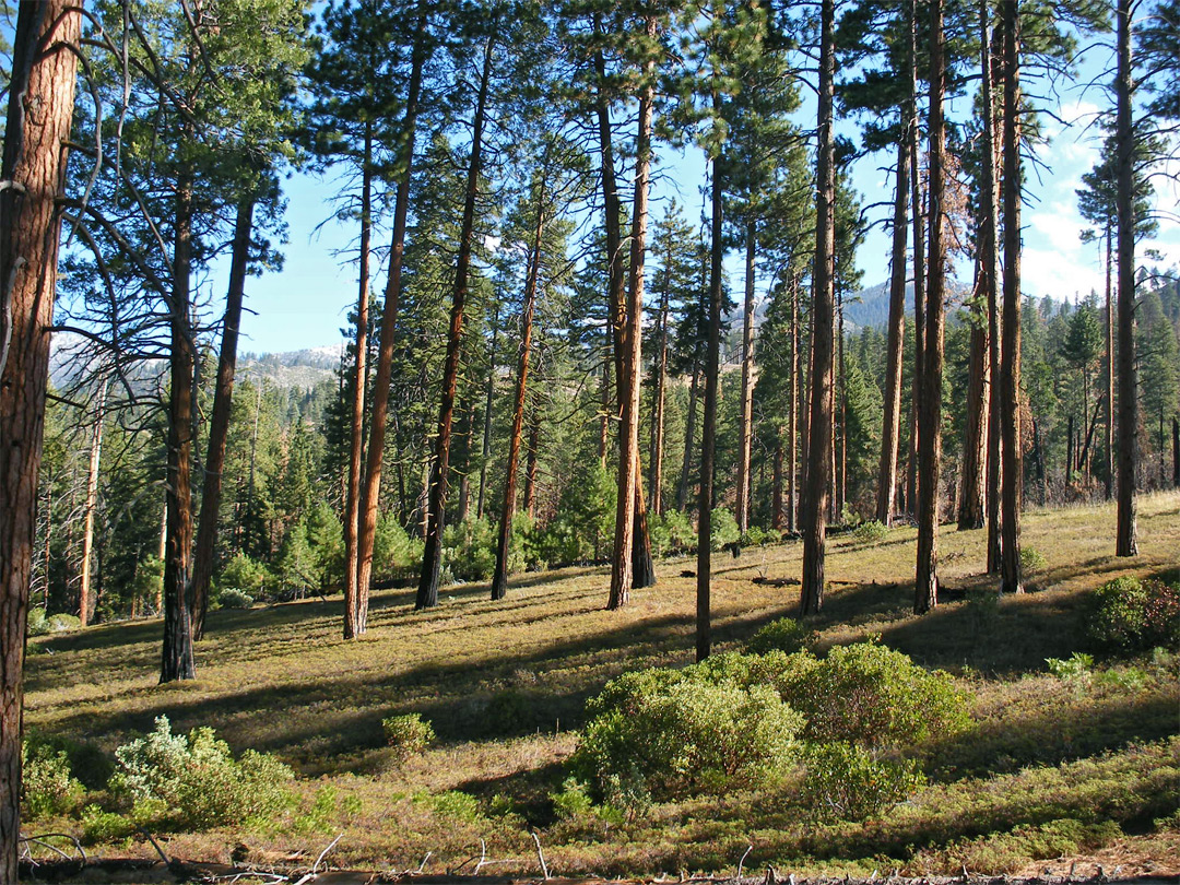 Trees and shadows