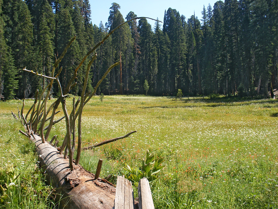 Huckleberry Meadow