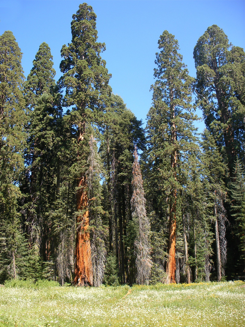 Trees and grass