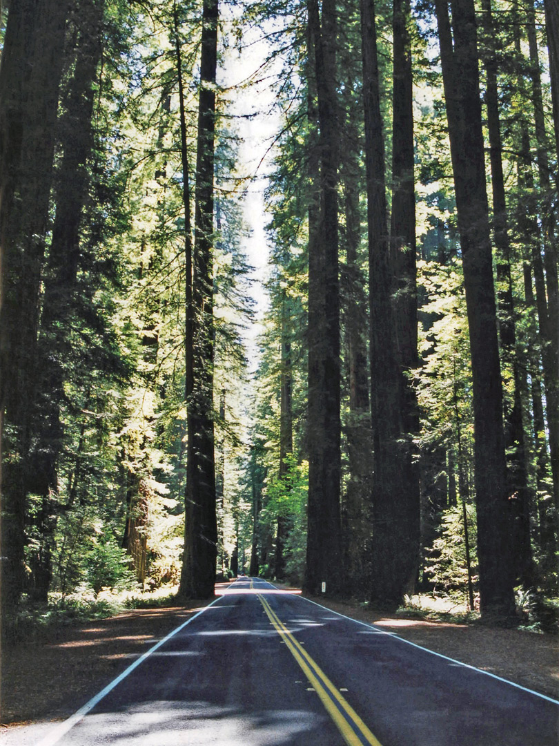 Avenue of the Giants