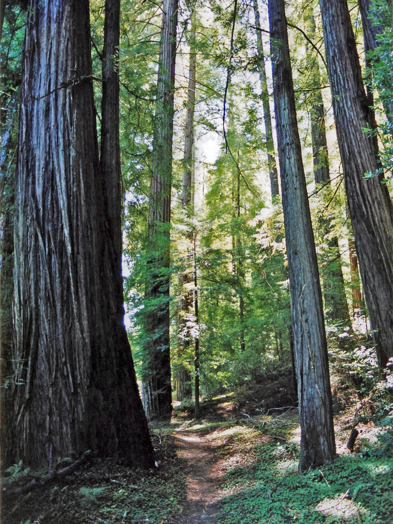 The Children's Forest Trail