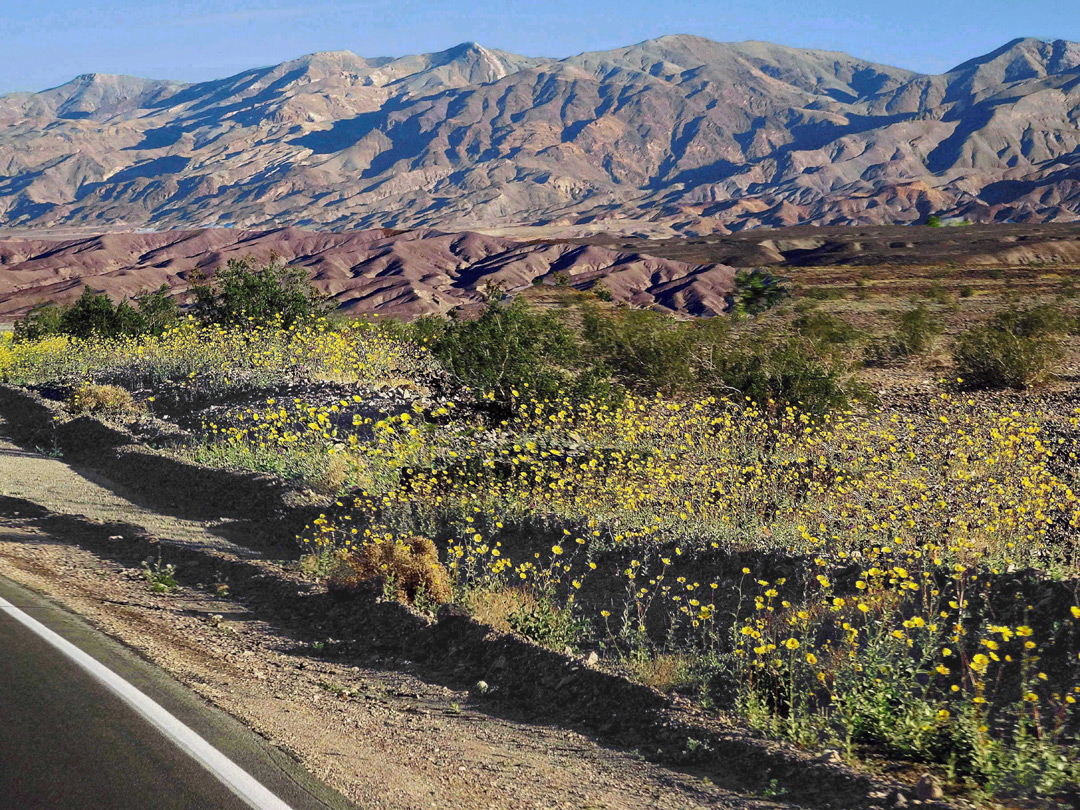 Wildflowers beside Hwy 190