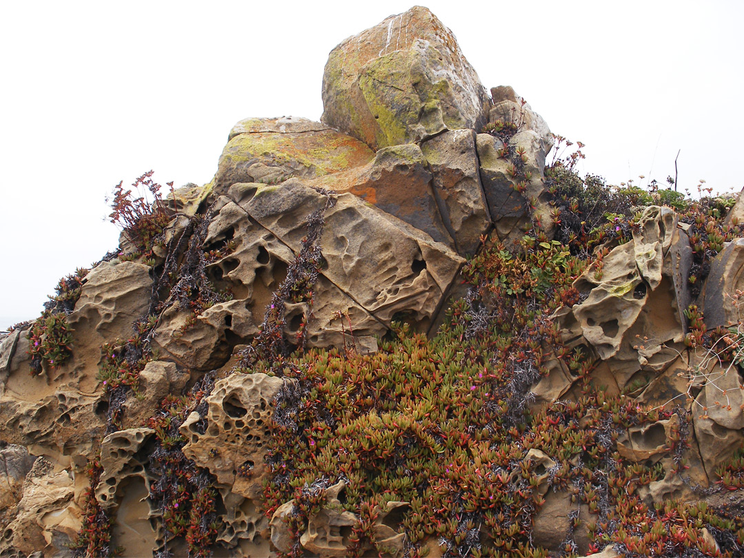 Rock with ice plants