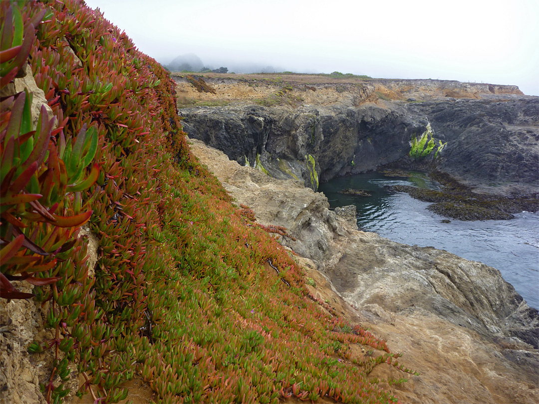 Iceplants on the bluffs