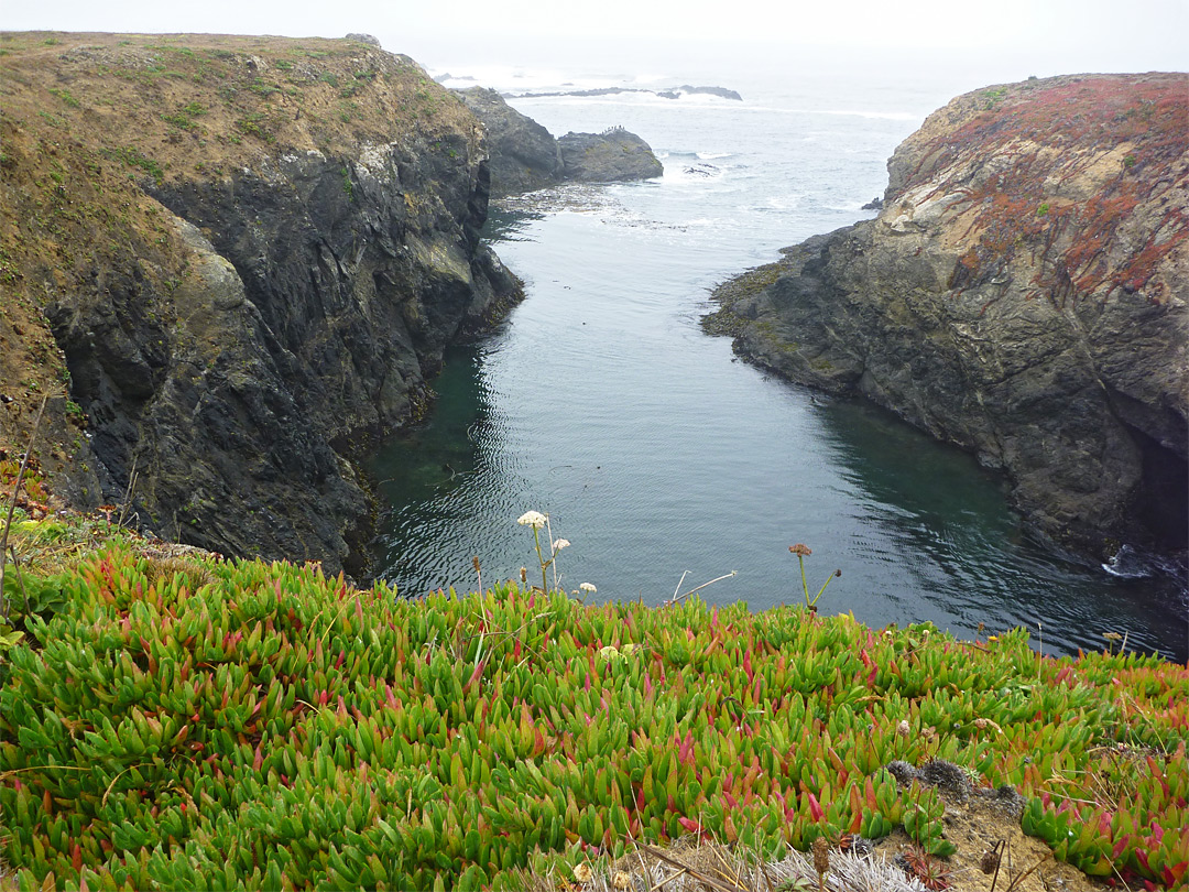 Iceplants by an inlet