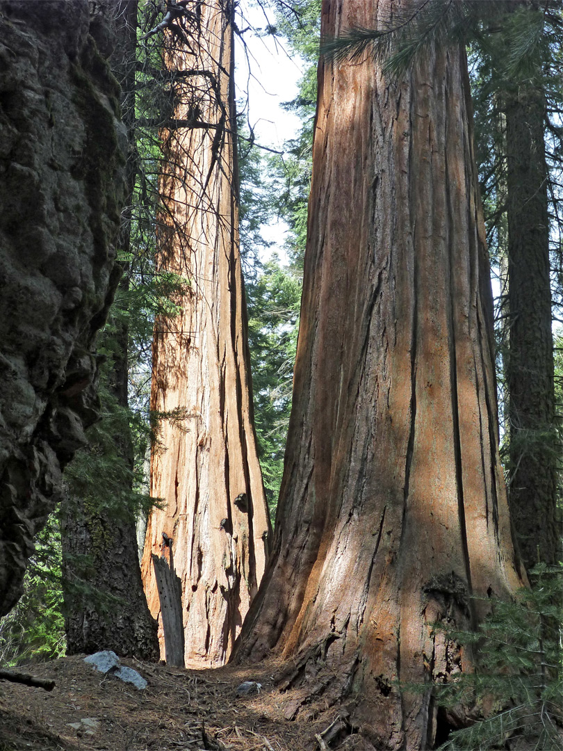 California incense cedar