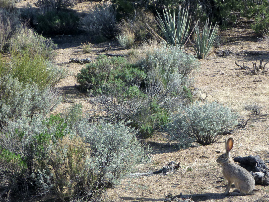 Jackrabbit