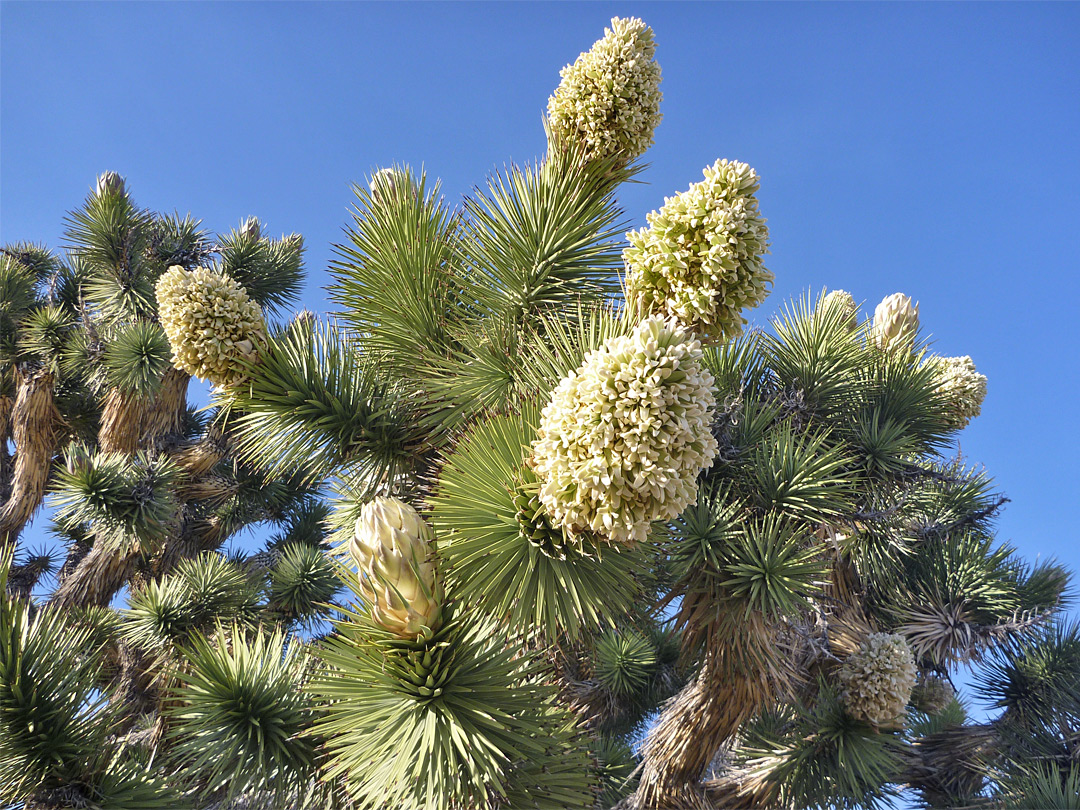 Joshua tree flowers