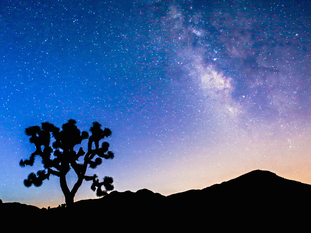 Joshua tree silhouette