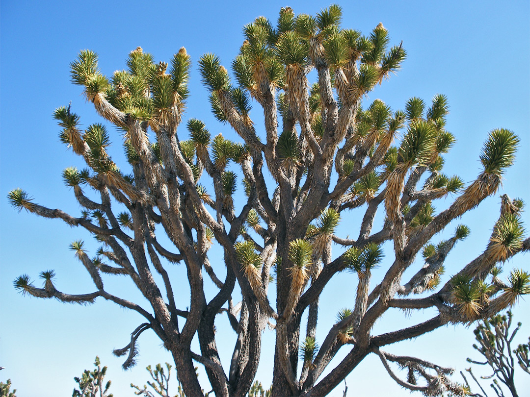 Joshua tree