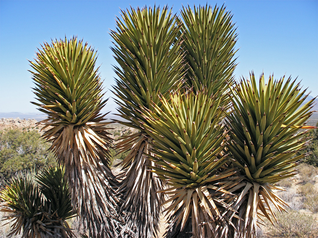 Joshua tree branches