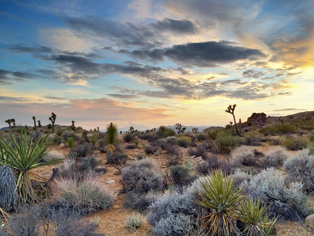 Yucca at sunset